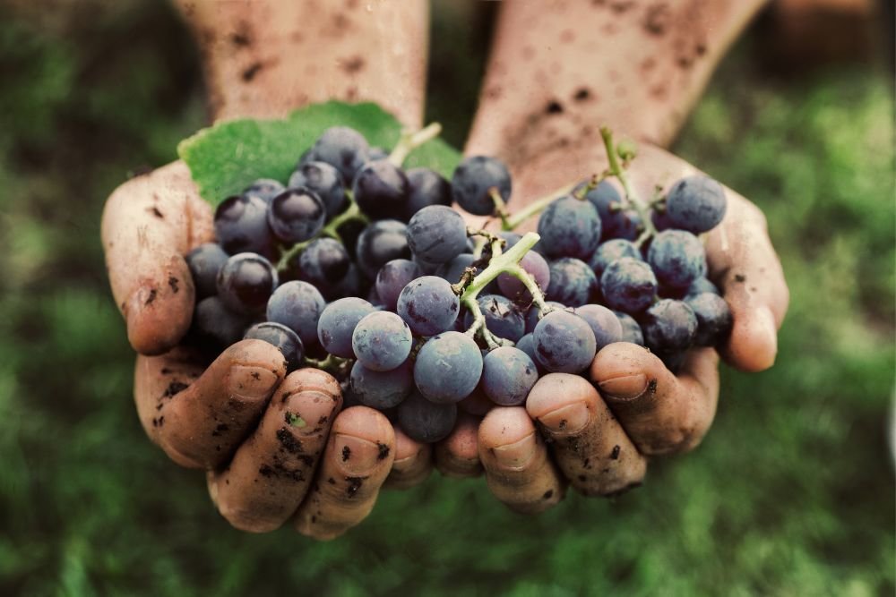 How Many Italian Grape Varieties Are There?