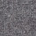Grey Pigeon