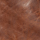 Porcino Mushroom